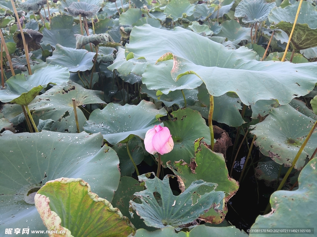 含苞待放的莲花