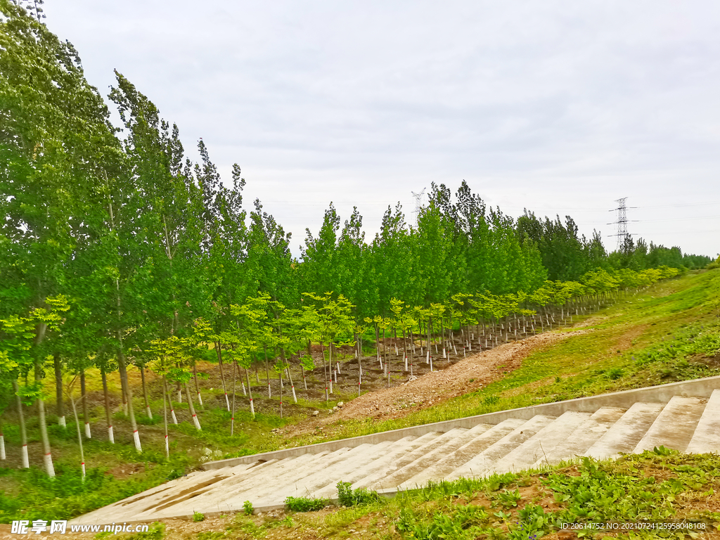 美丽的乡村树林风景