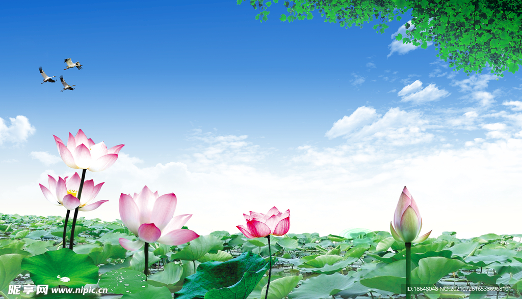 天空白云荷花鸽子和平鸽荷叶分层