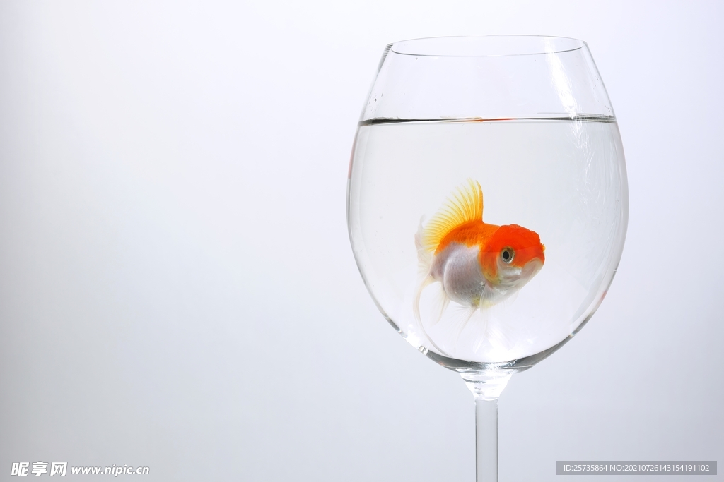 水杯里的鱼