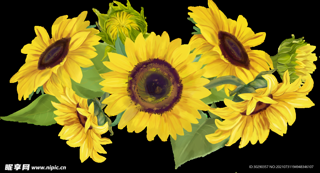 手绘水彩向日葵