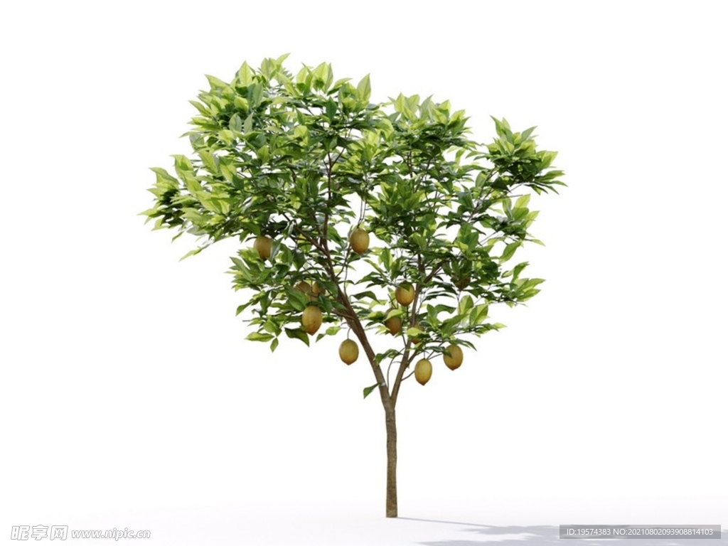 C4D模型 植物树木柠檬树