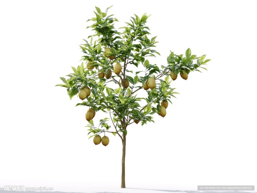 C4D模型 植物树木柠檬树