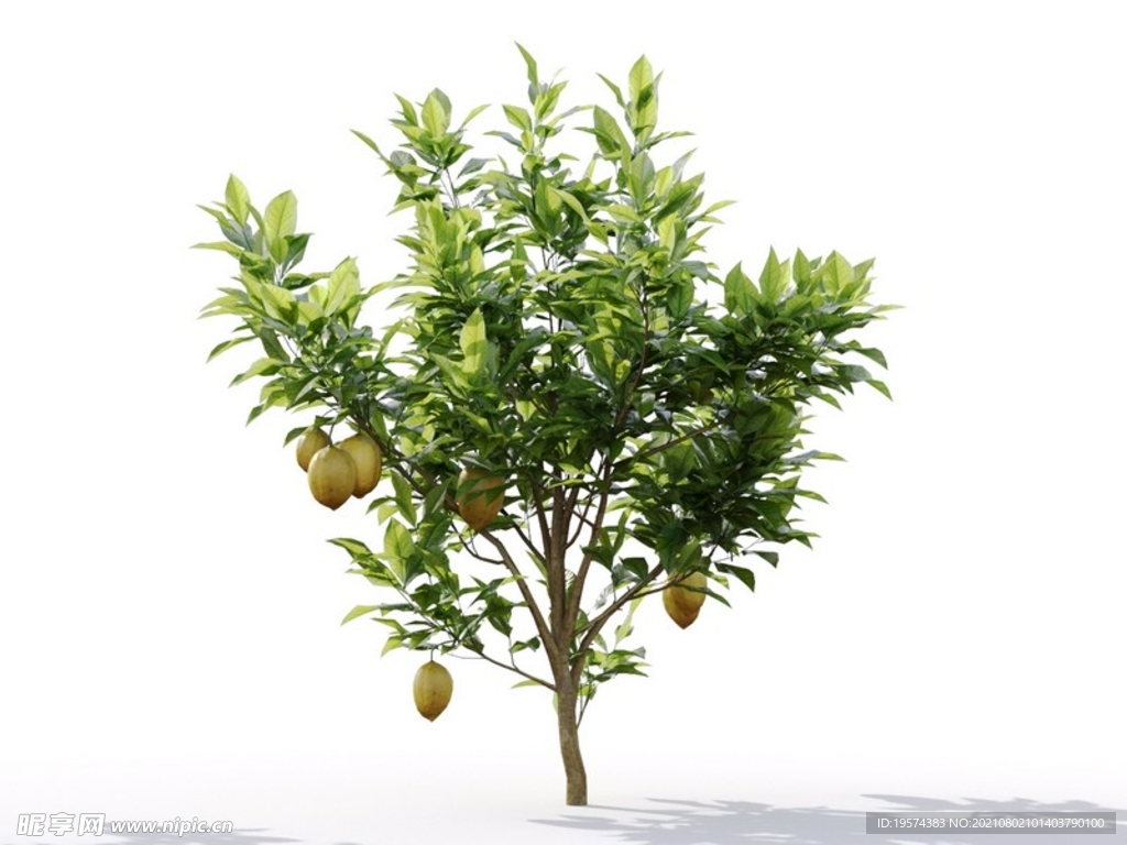 C4D模型 植物树木柠檬树