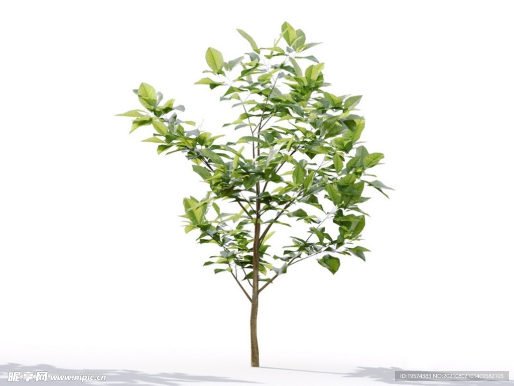 C4D模型 植物树木柠檬树