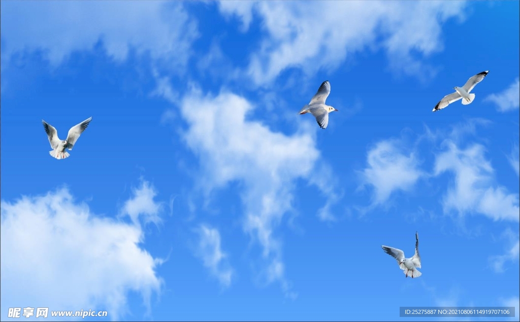 蓝天白云鸽子