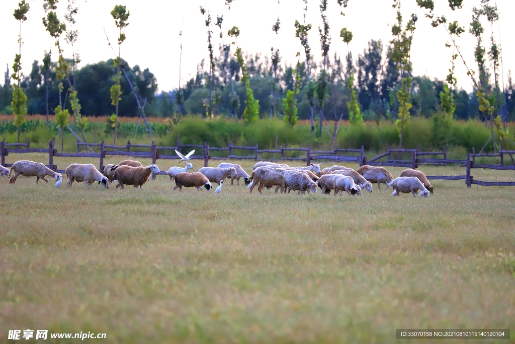 白鹭羊群