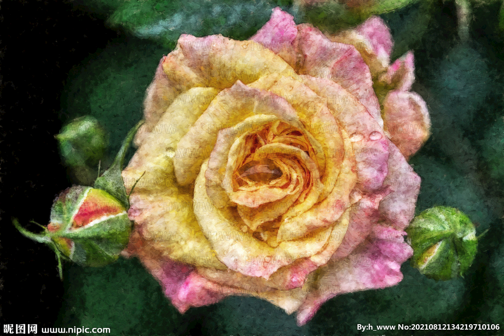 月季花手绘油画装饰画