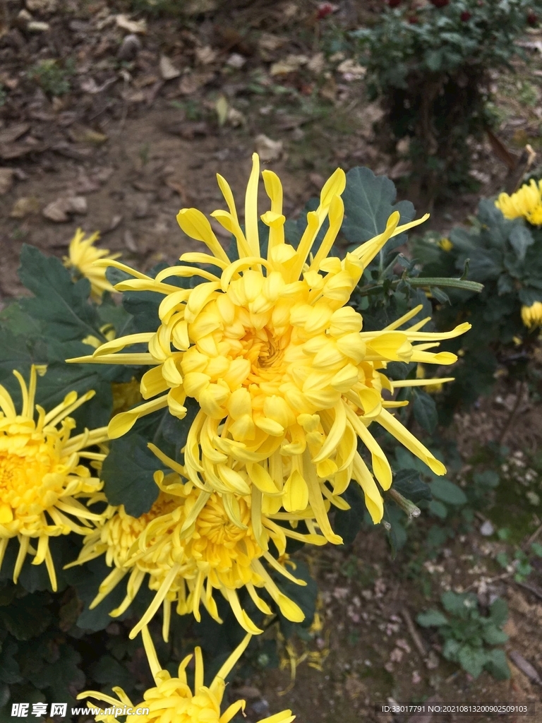 菊花黄色花苞 盆景菊花