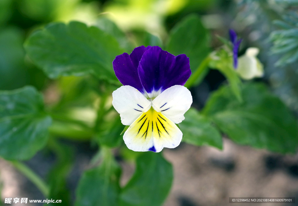 美丽的三色堇鲜花
