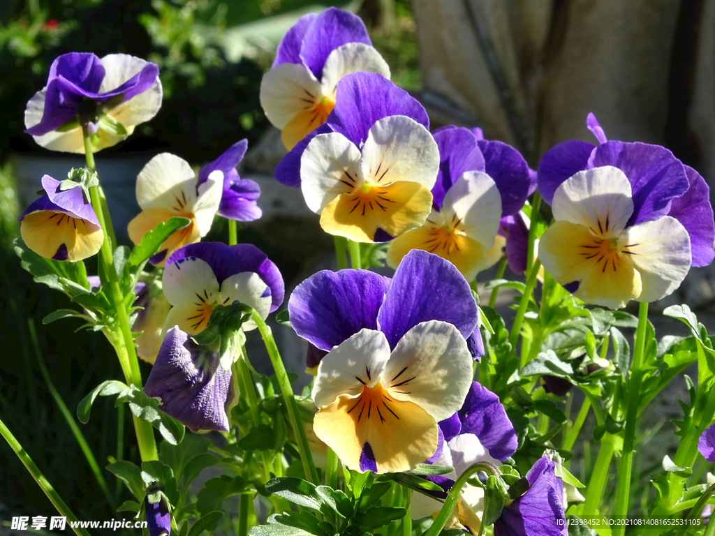 美丽的三色堇鲜花