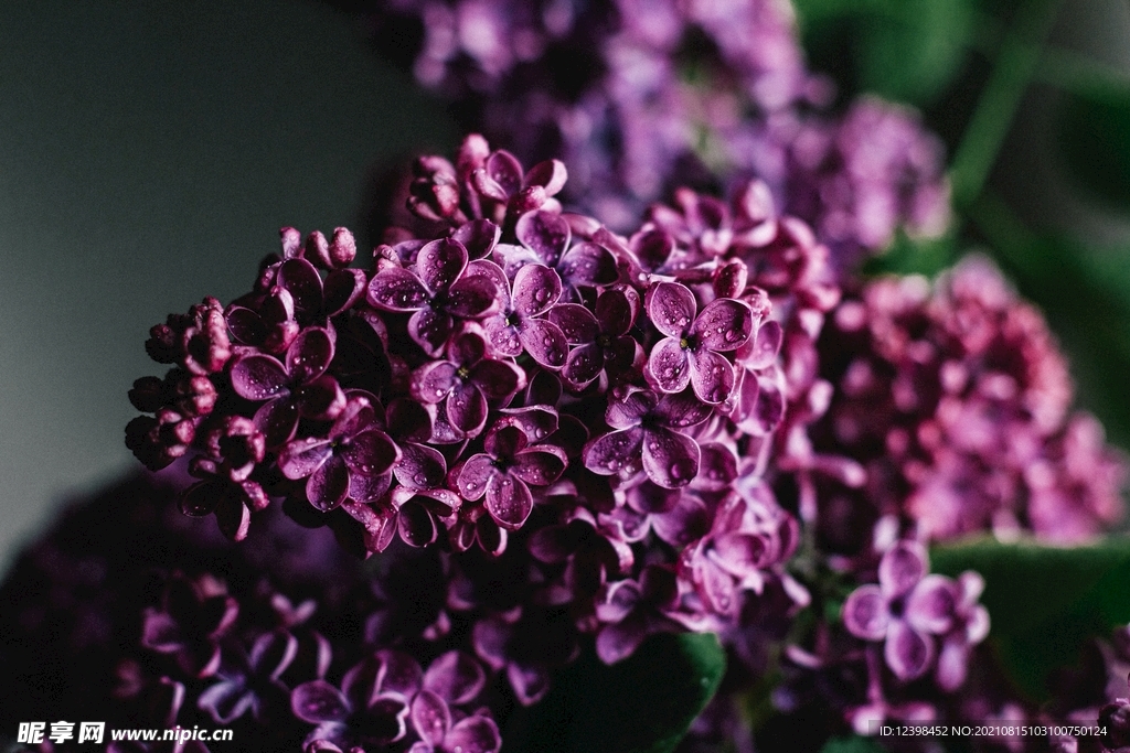 紫色的欧丁香鲜花