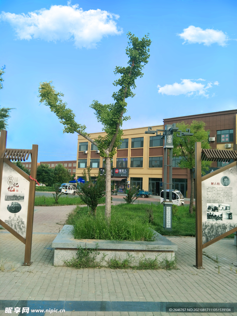 花坛绿色银杏树