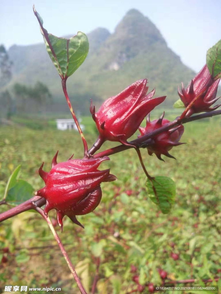 一颗颗洛神花非常的漂亮