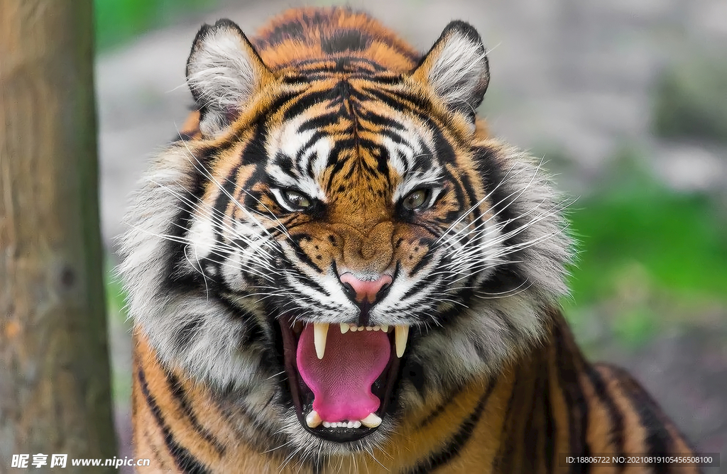 老虎东北虎华南虎