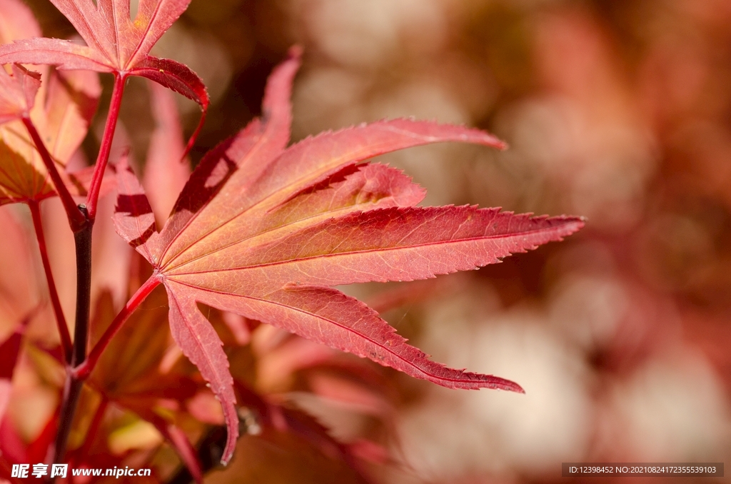 红色的枫叶