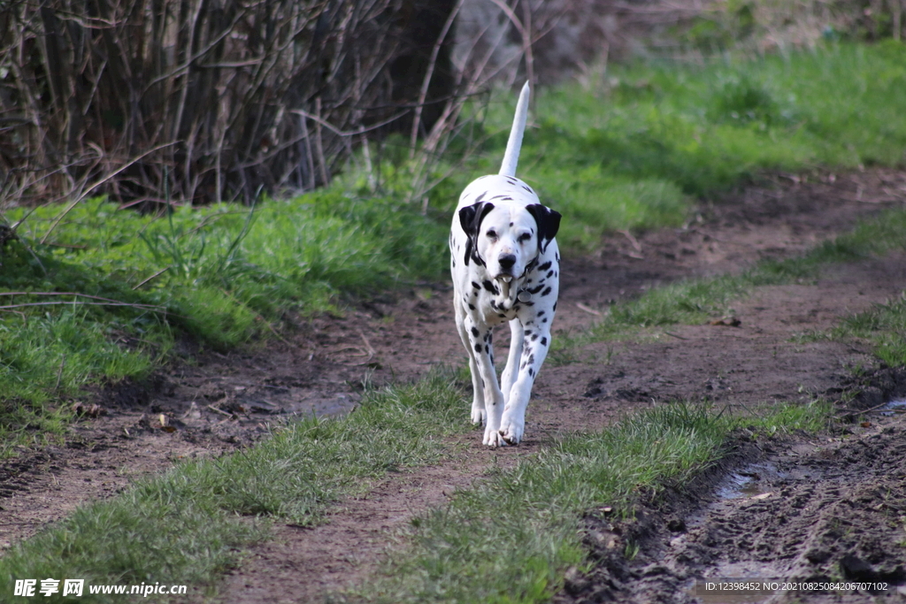 大麦町犬宠物狗