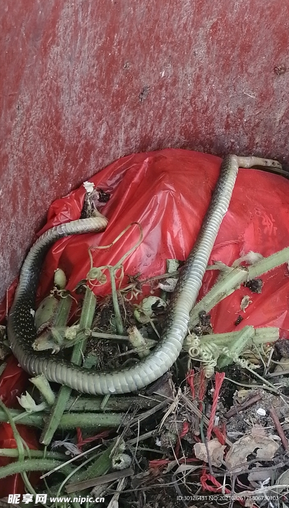 垃圾桶里的死蛇