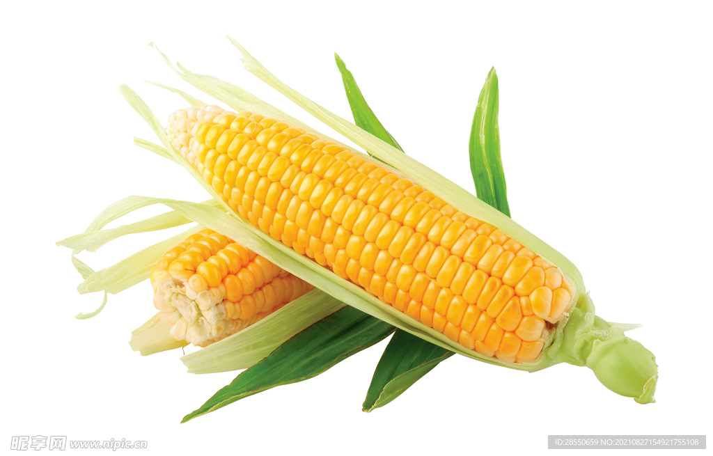 玉米图片