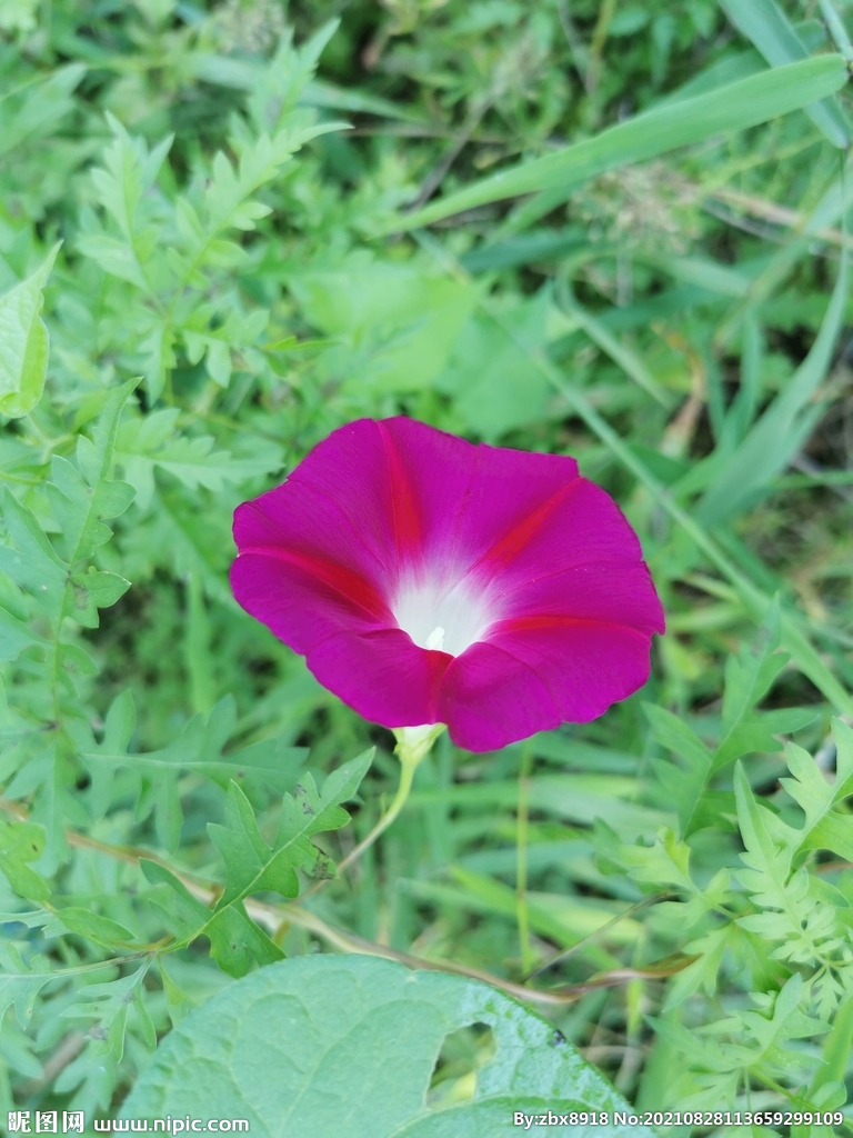 粉红色的牵牛花