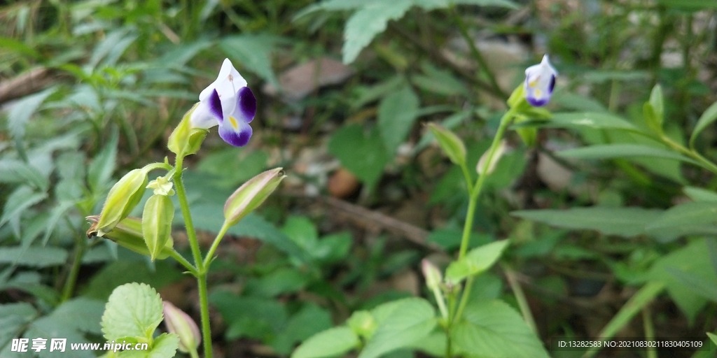 紫斑蝴蝶草图片