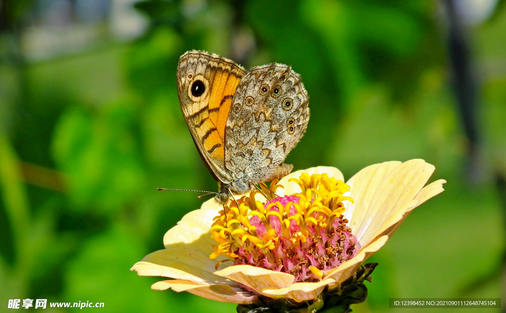 美丽的百日草鲜花