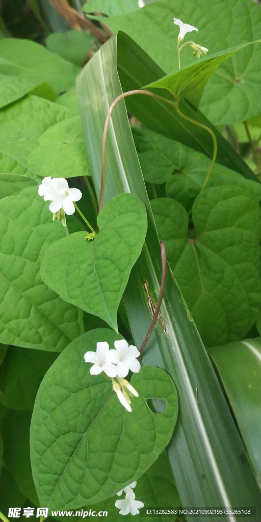 飞蛾藤野外图片