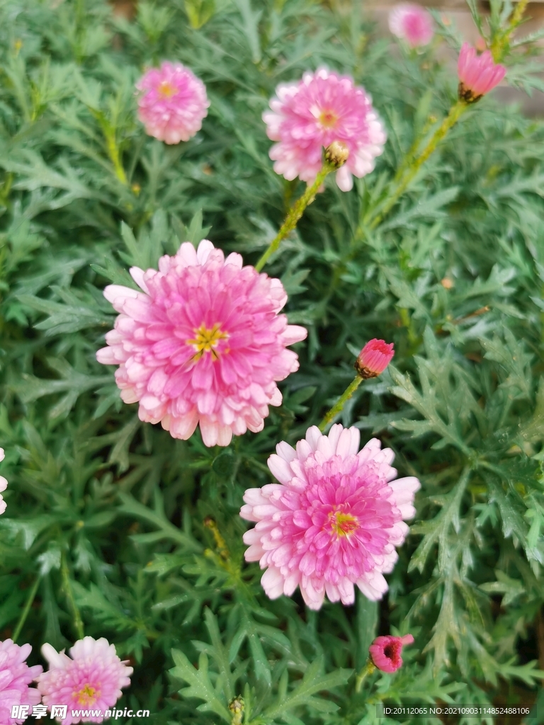 云南丽江古城风景花草美景图片