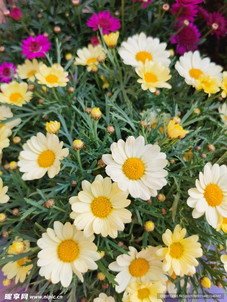 云南丽江古城风景花草美景图片