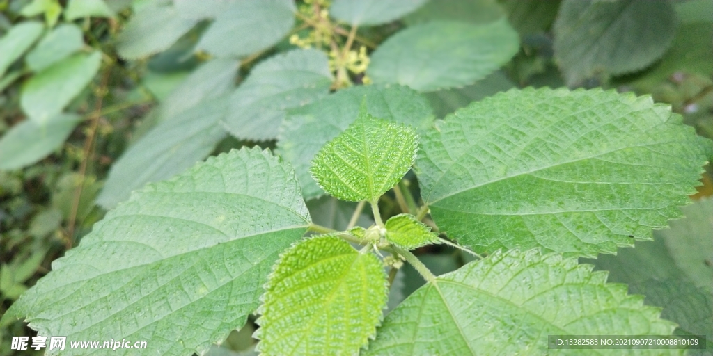 苎麻野外植物图片
