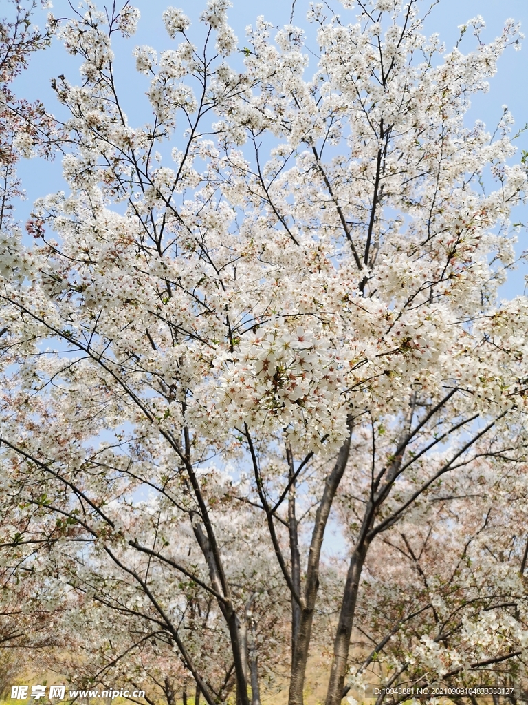 花树 樱花节 