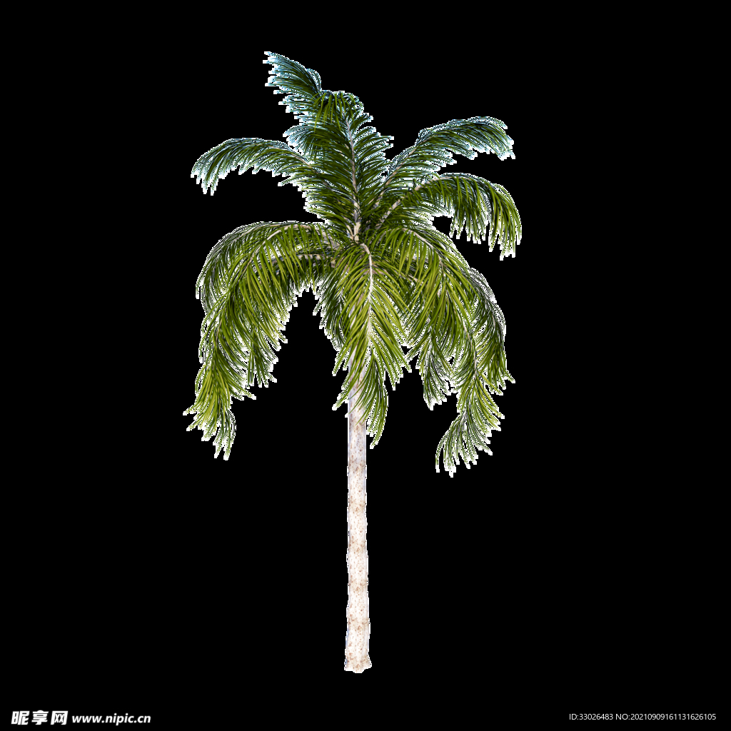 椰树免抠素材