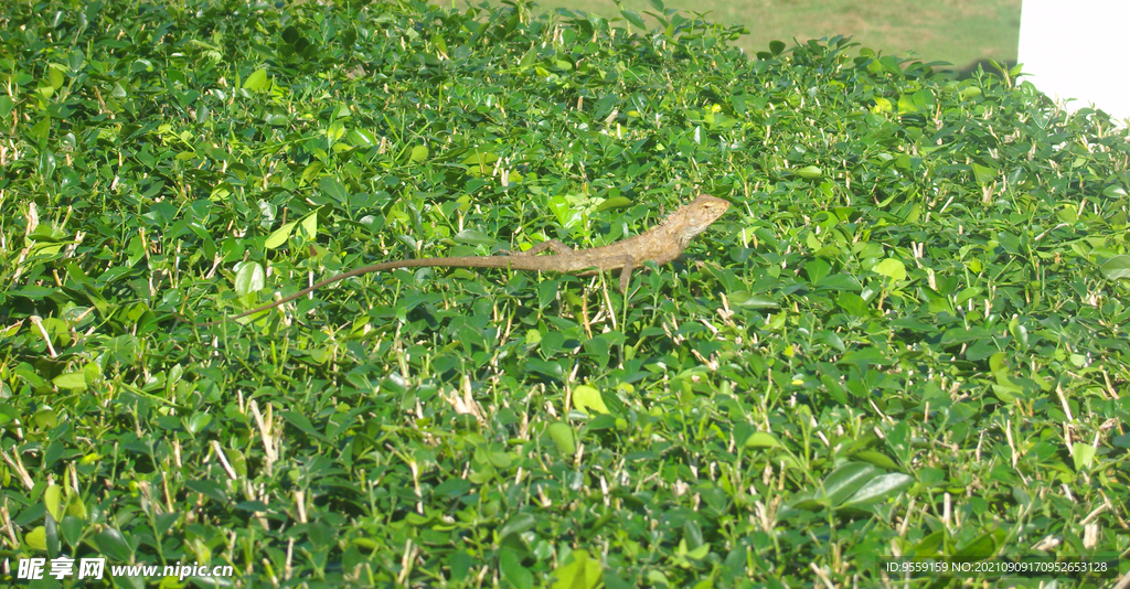 绿草蜥蜴