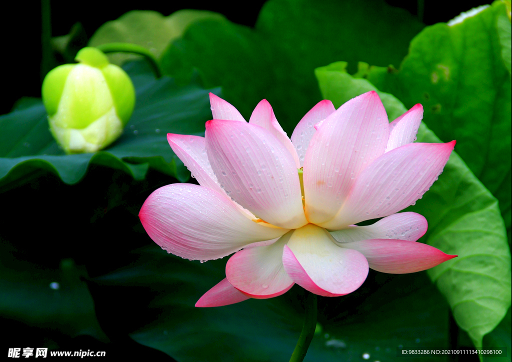 荷花 莲花 夏天 池塘 夏莲 