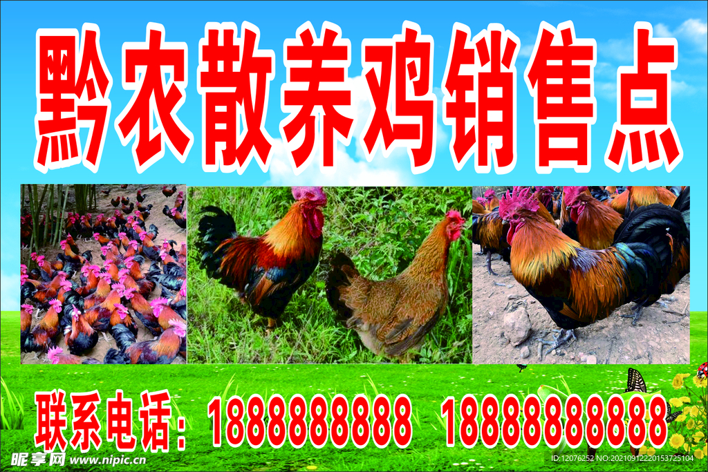黔农散养鸡销售点