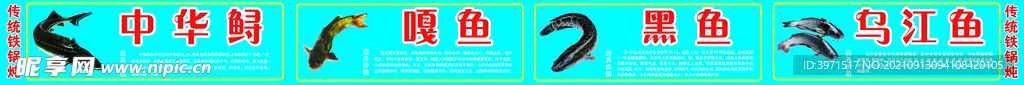 展板中华鲟 黑鱼 嘎鱼 乌江鱼