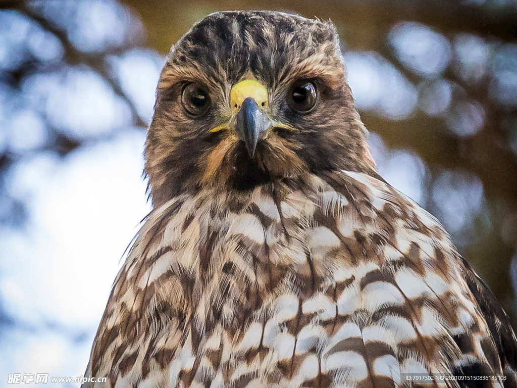 憨态可掬的鹰隼