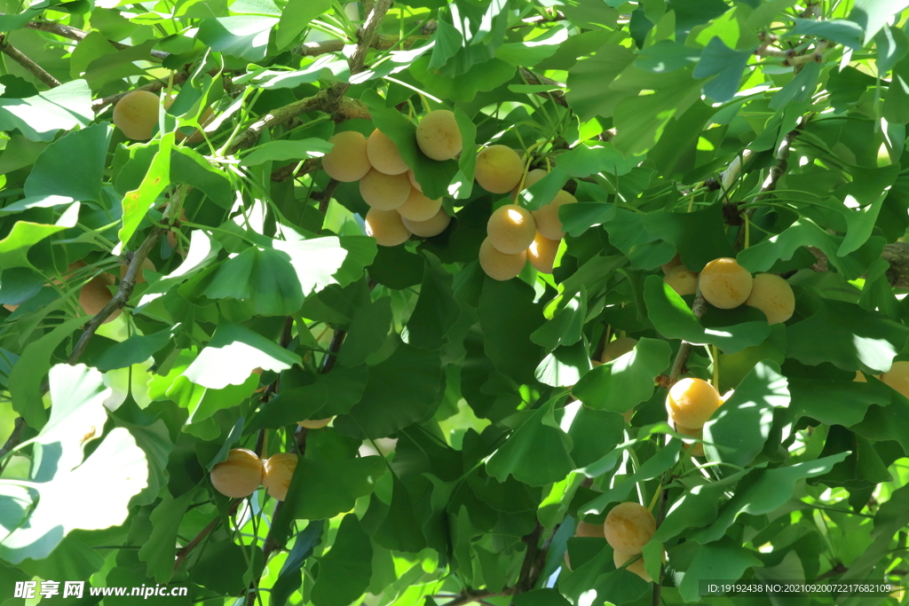 银杏果