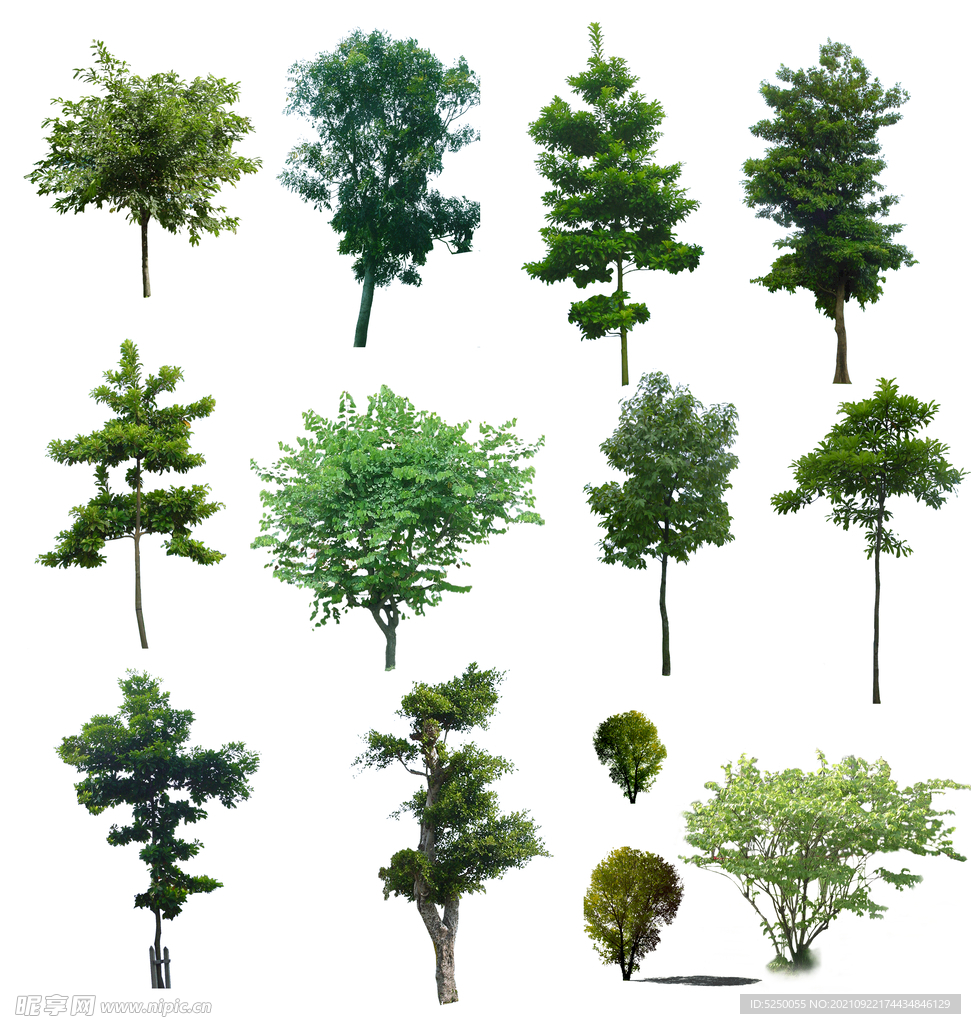 高清植物自抠贴图