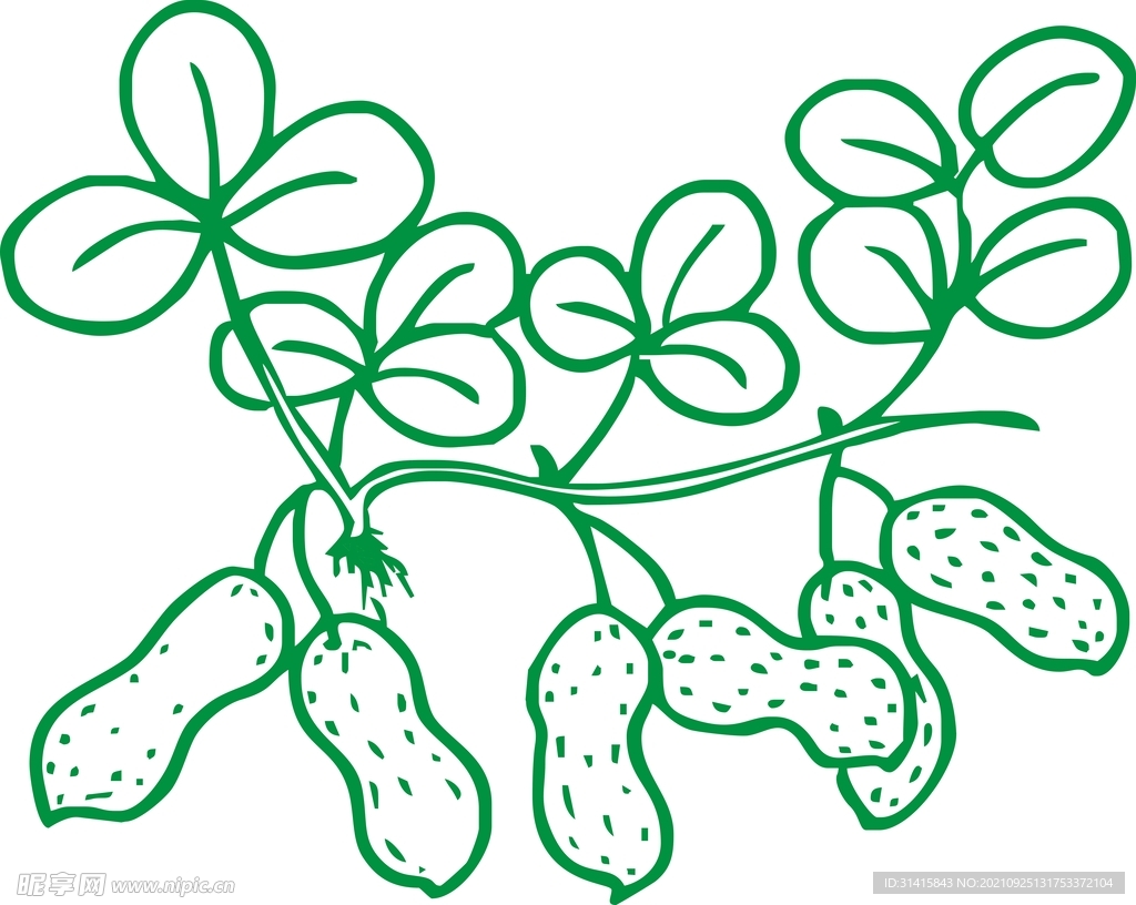 花生线条矢量图
