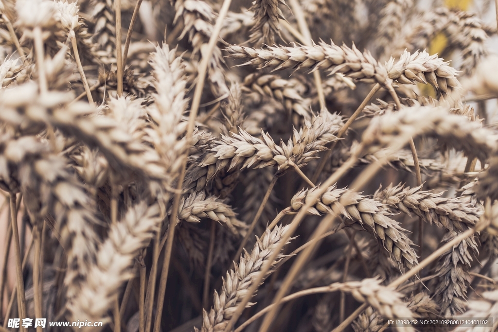 成熟的麦子