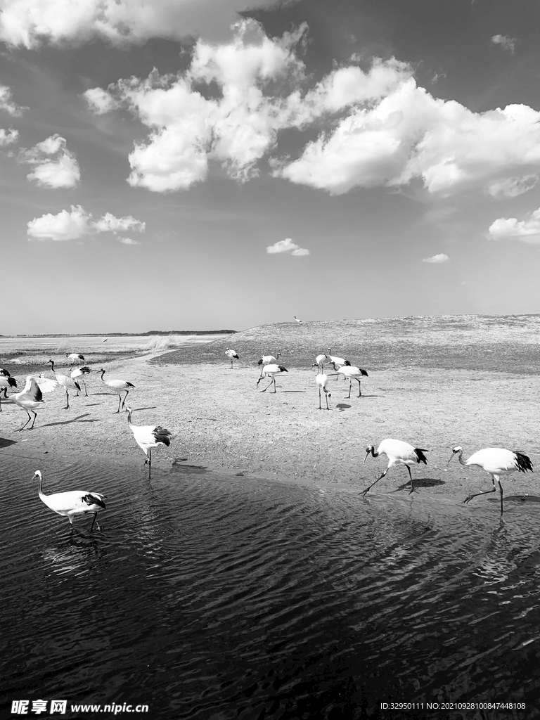  扎龙湿地丹顶鹤 齐齐哈尔