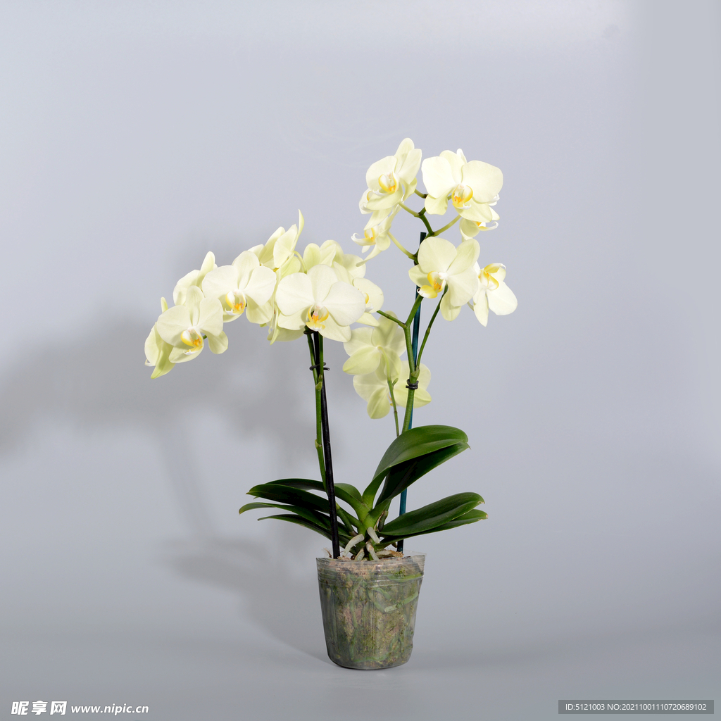 蝴蝶兰高清摄影