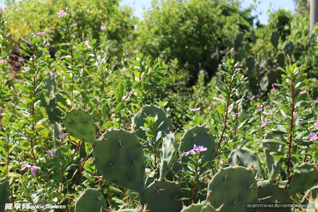 仙人掌花丛