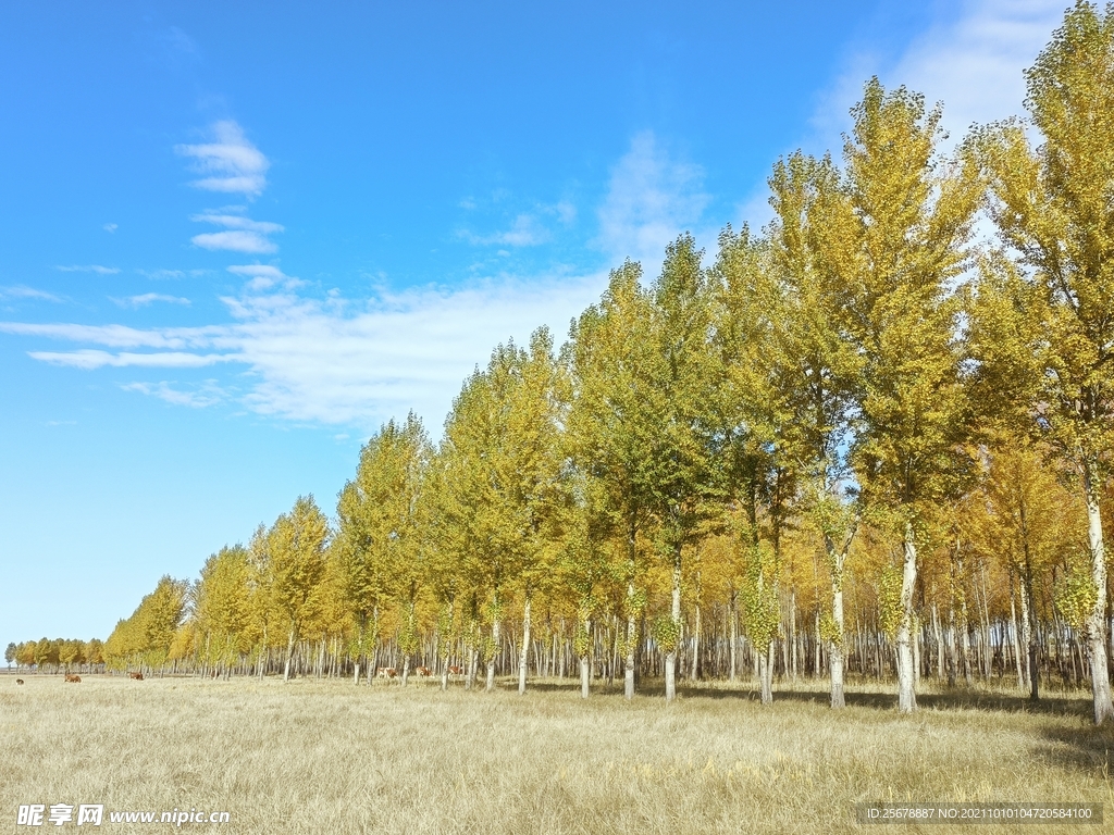 金秋   秋林    蓝天  