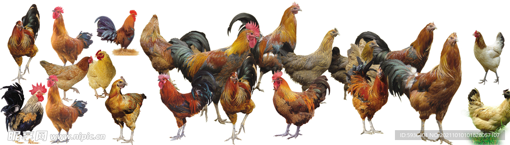 大红公鸡母鸡图片免扣图