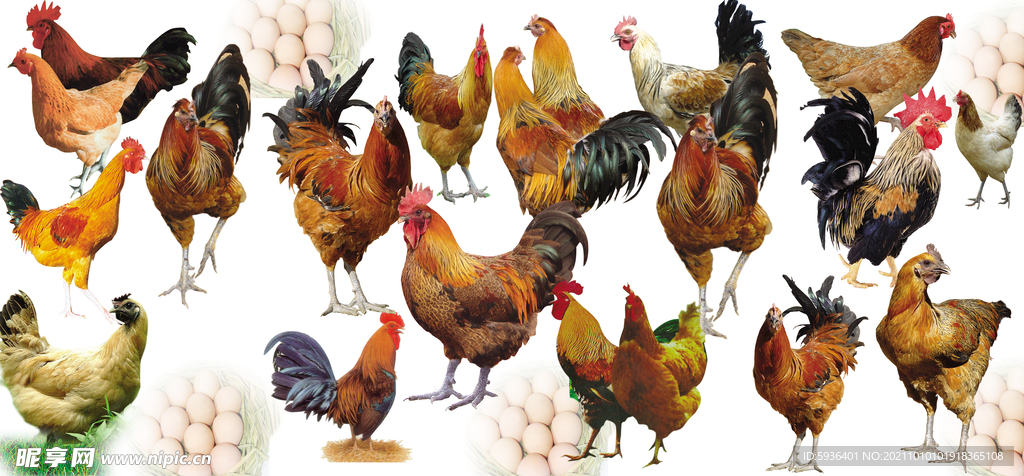 各种品种大红公鸡免扣图