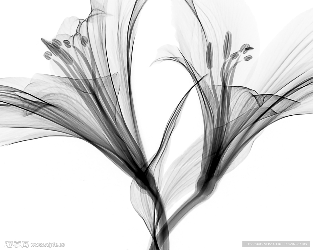 水墨黑白植物花设计广告背景素材