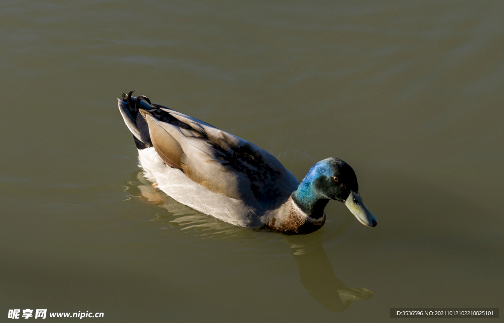 鸭子高清大图 