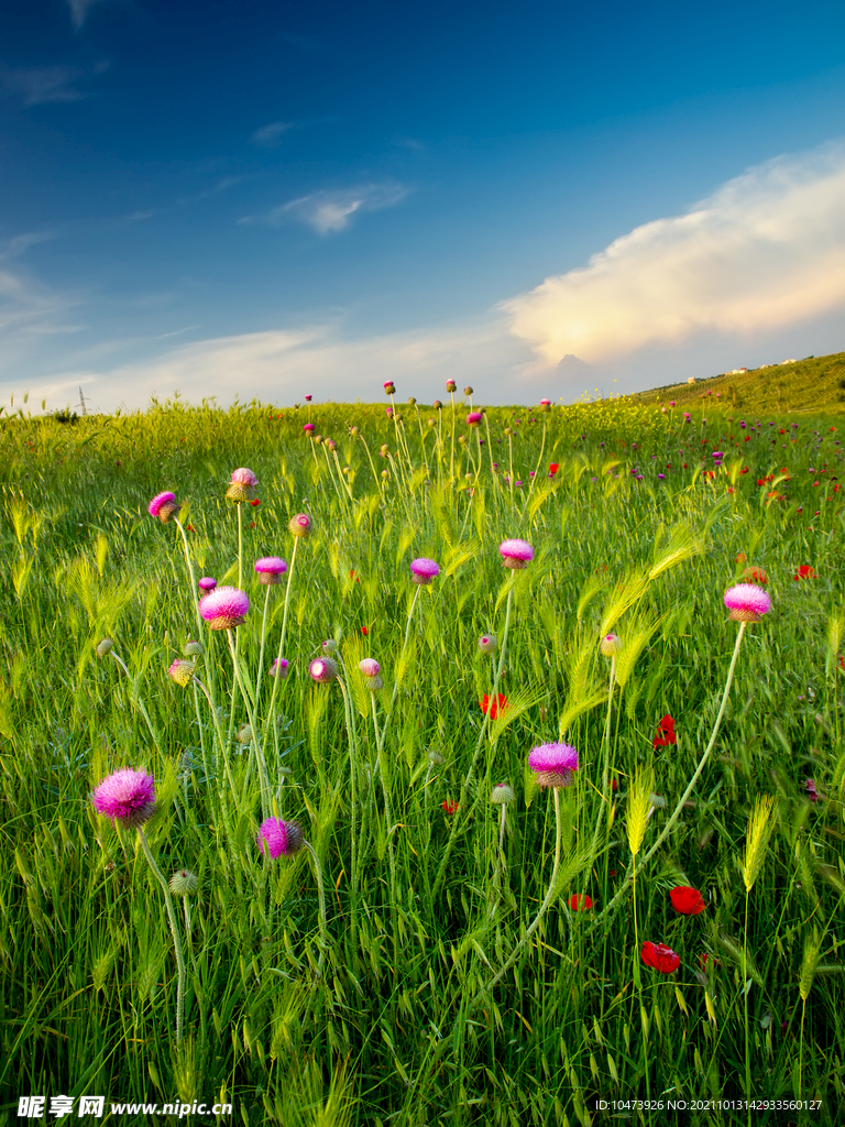 绿色草地上鲜艳的花朵
